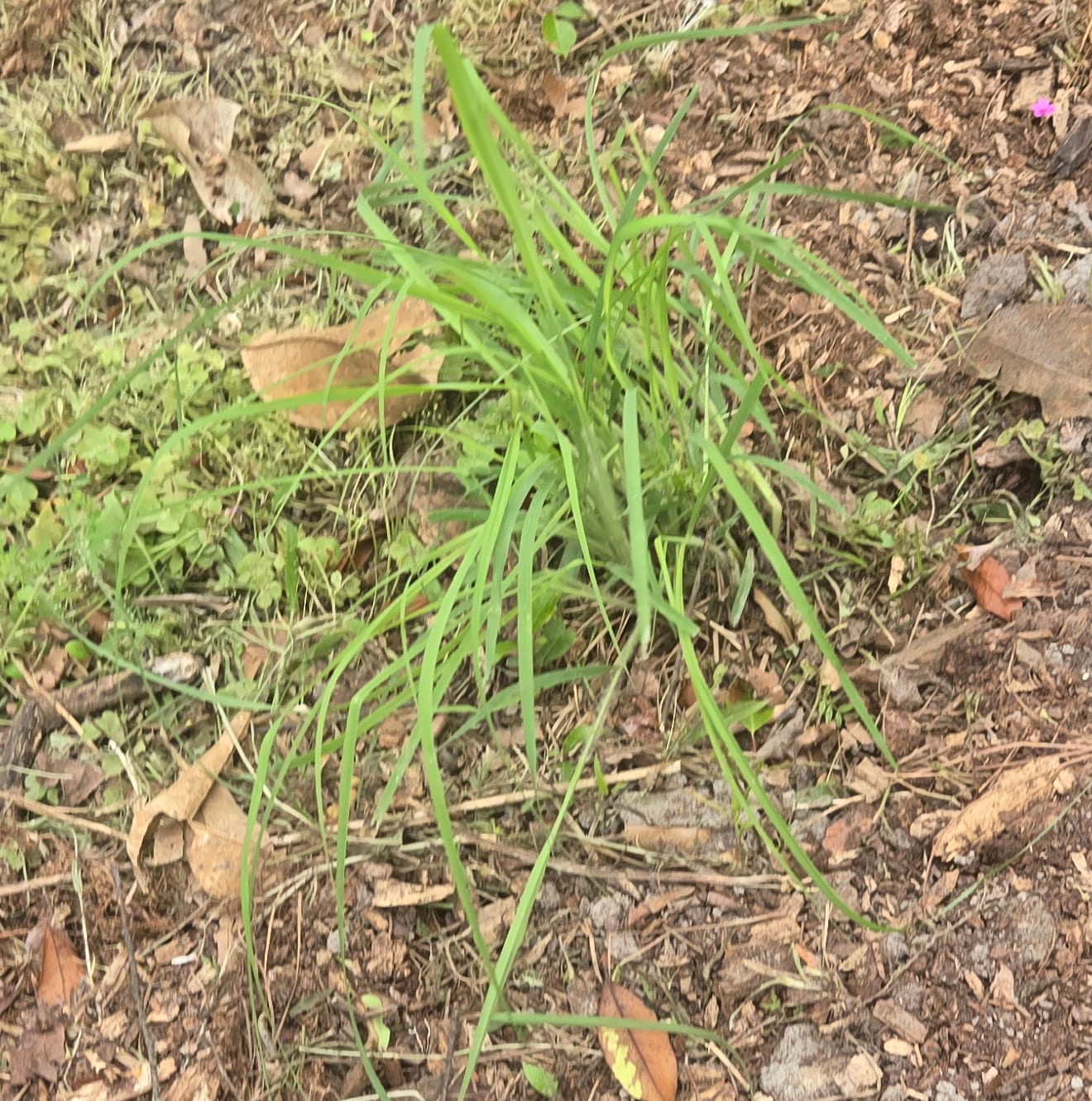 Big bluestem grass