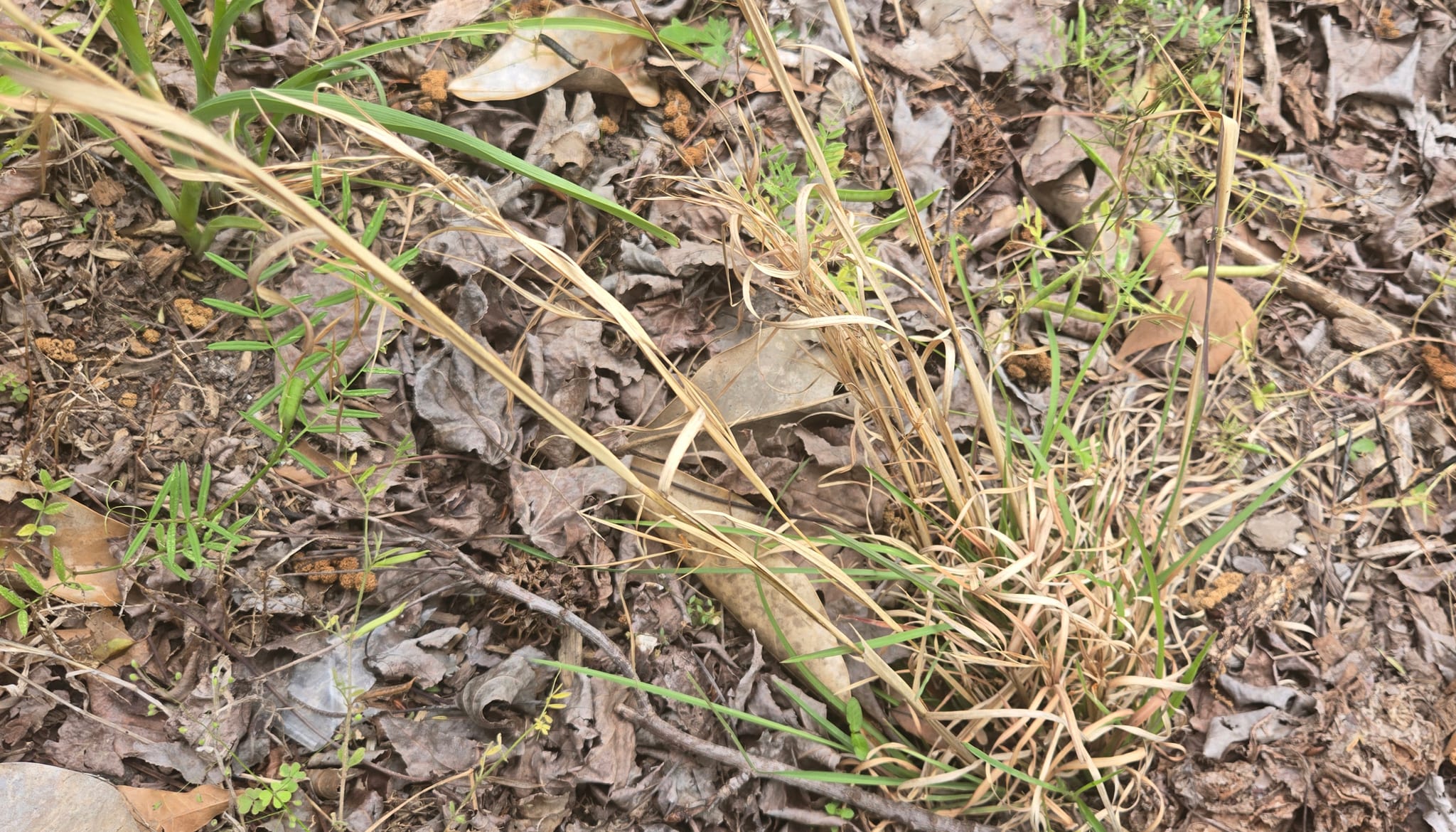 Big bluestem grass