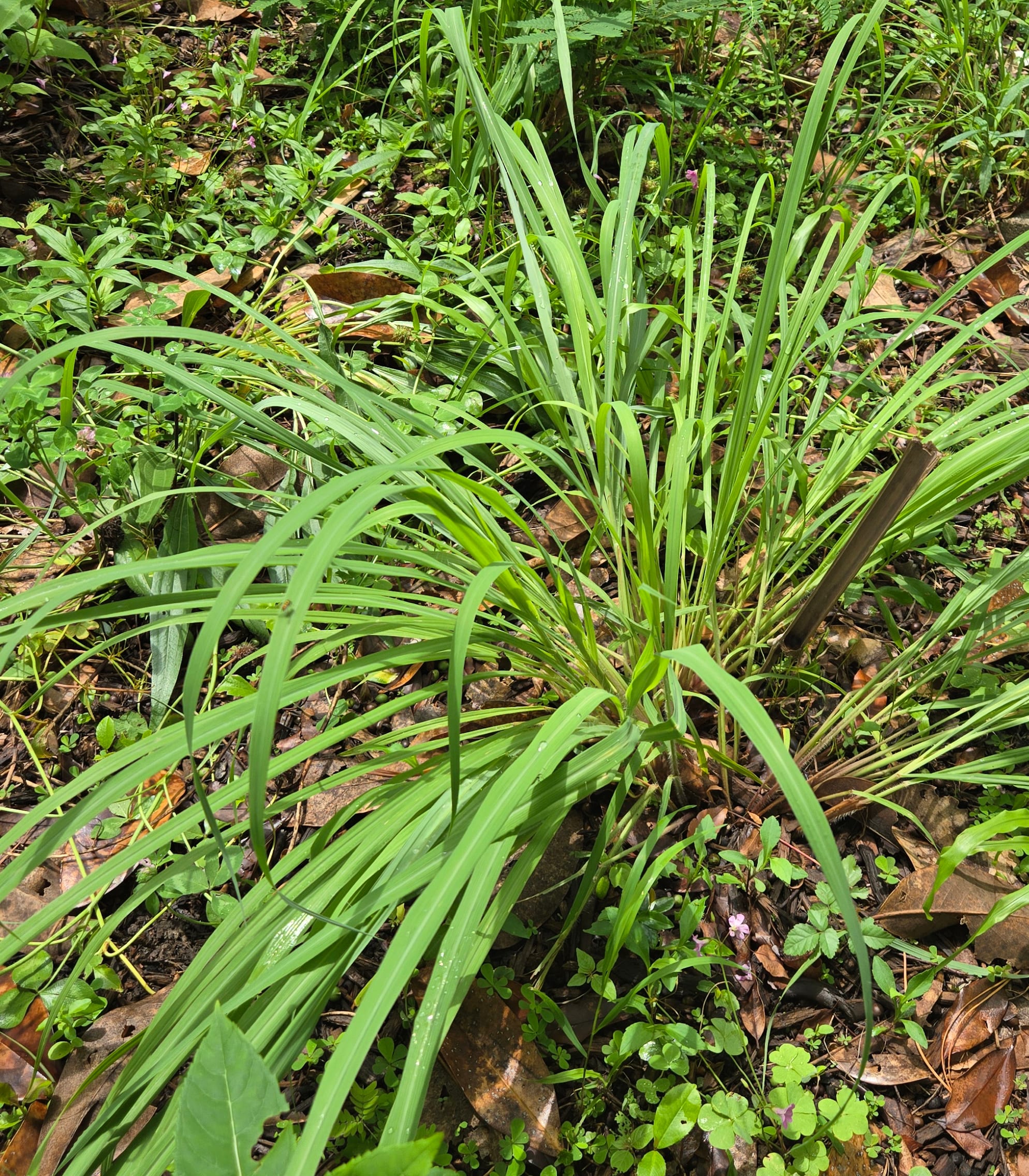 Big bluestem grass