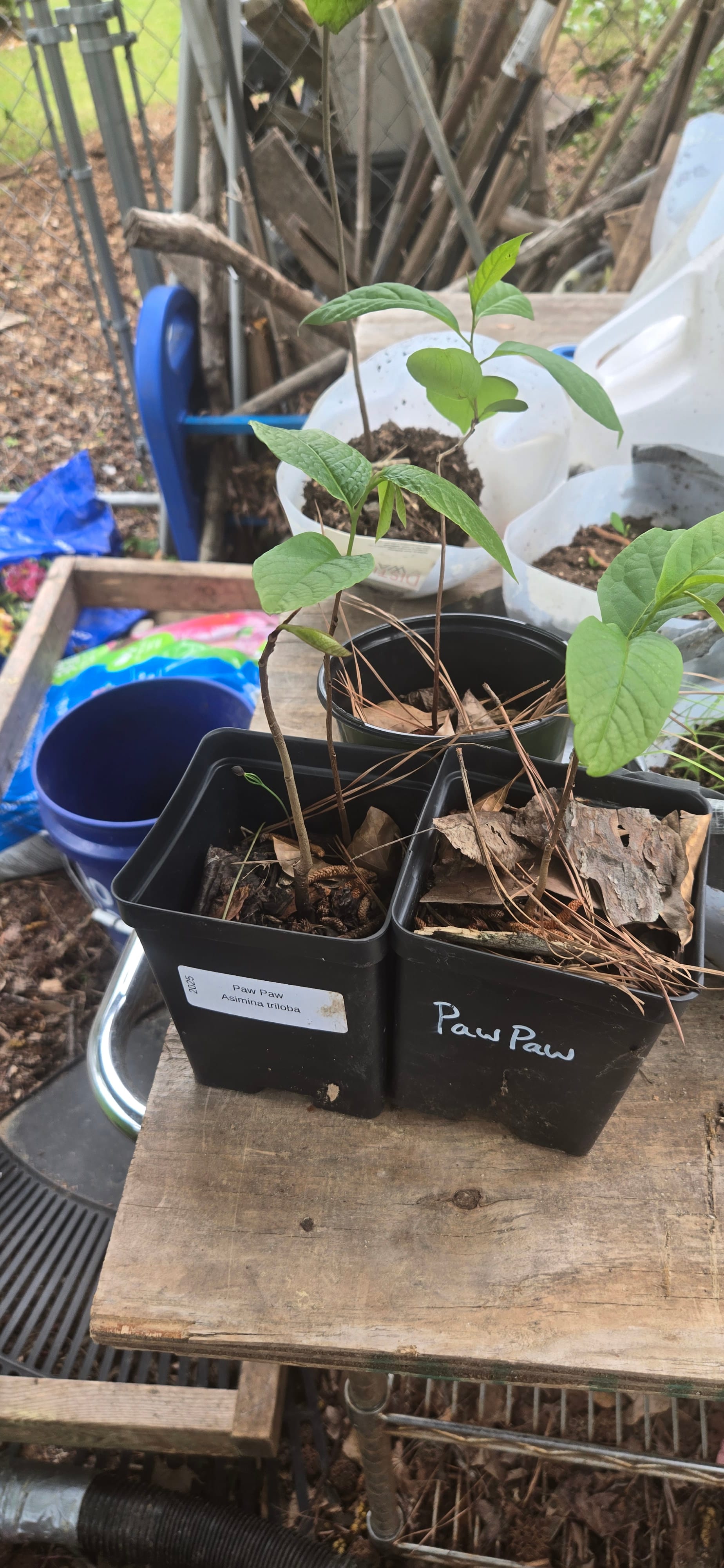 Asimina triloba specimen from collection
