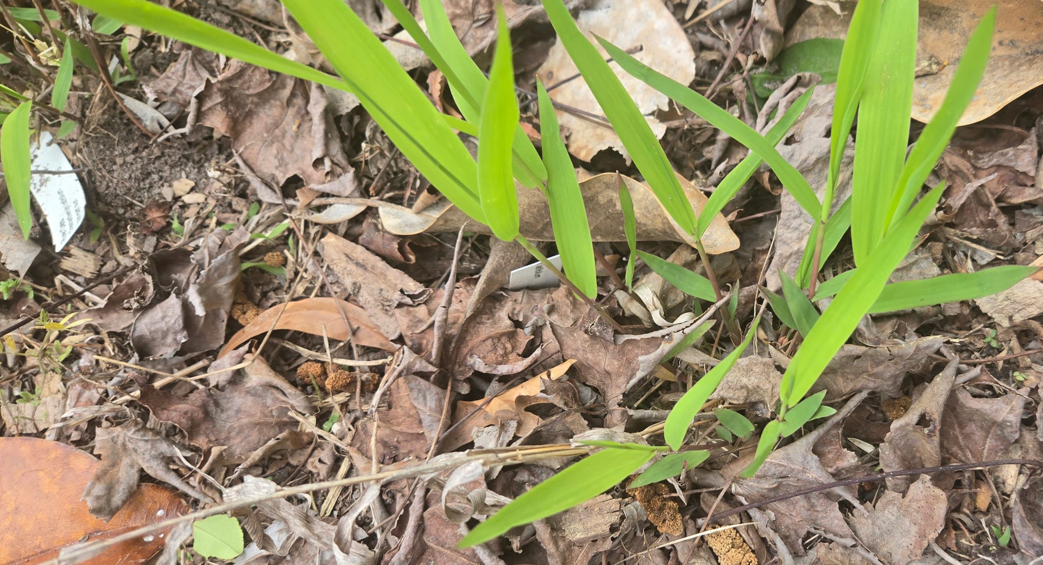 River oats emerging in the garden.