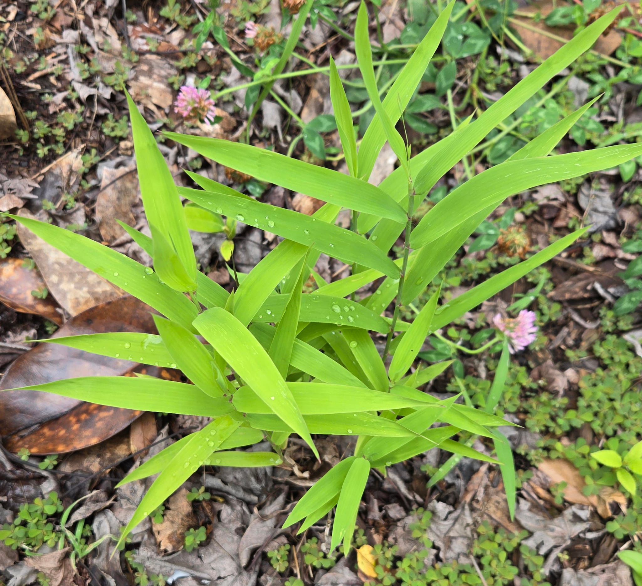 River oats in the garden.