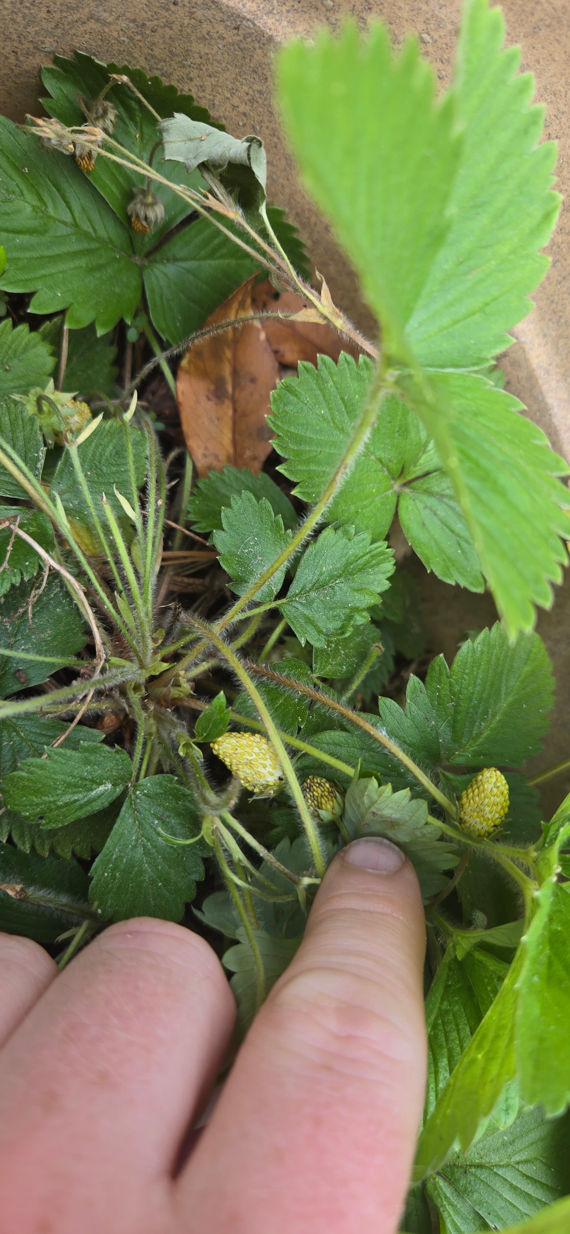 Virginia strawberry