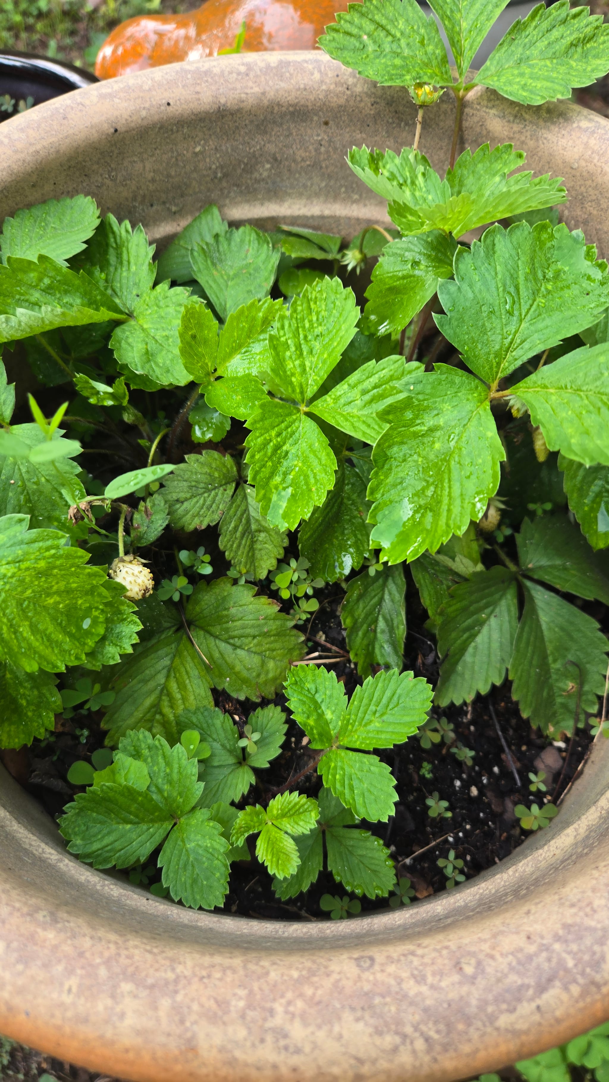 Virginia strawberry