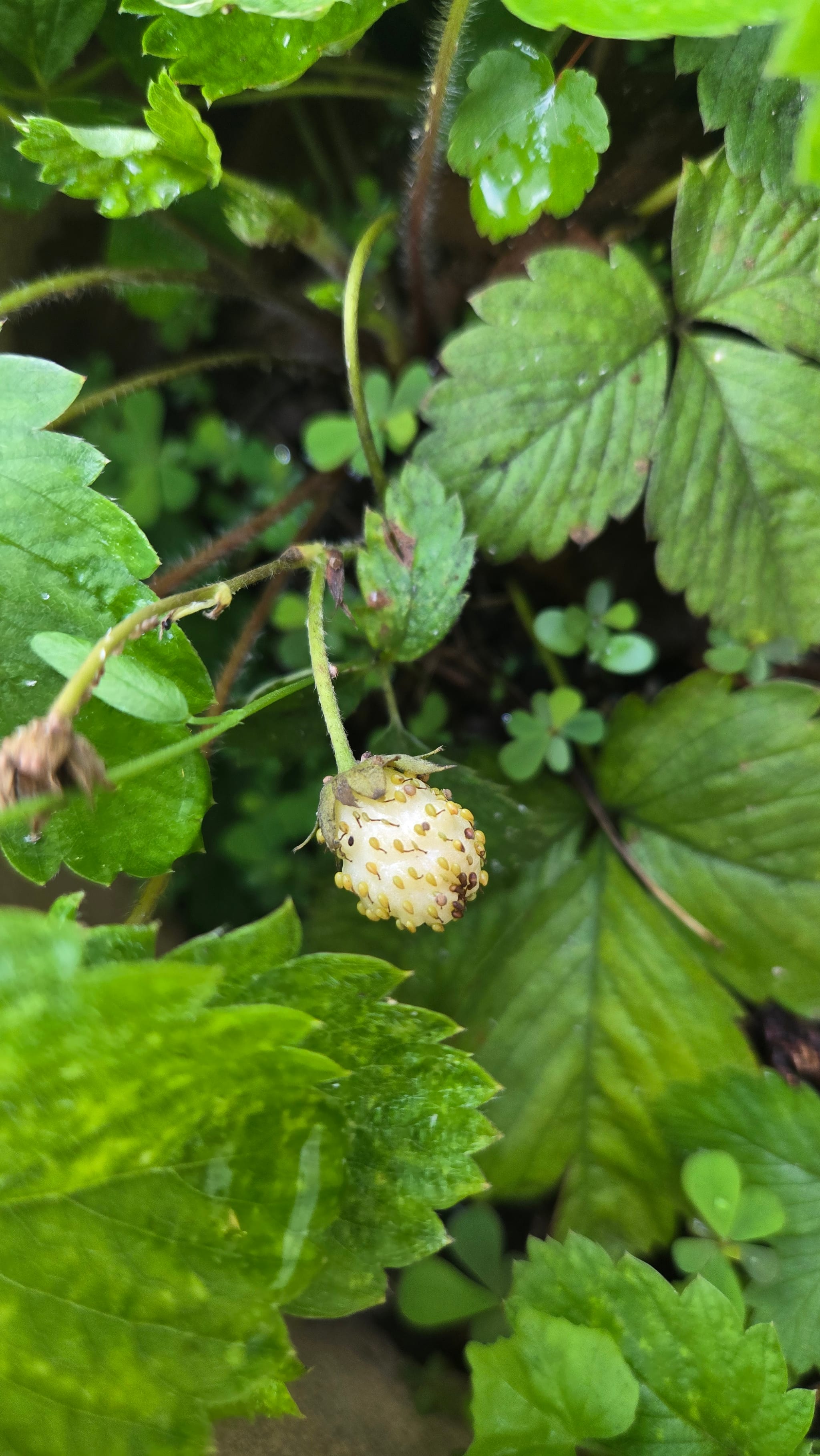 Virginia strawberry