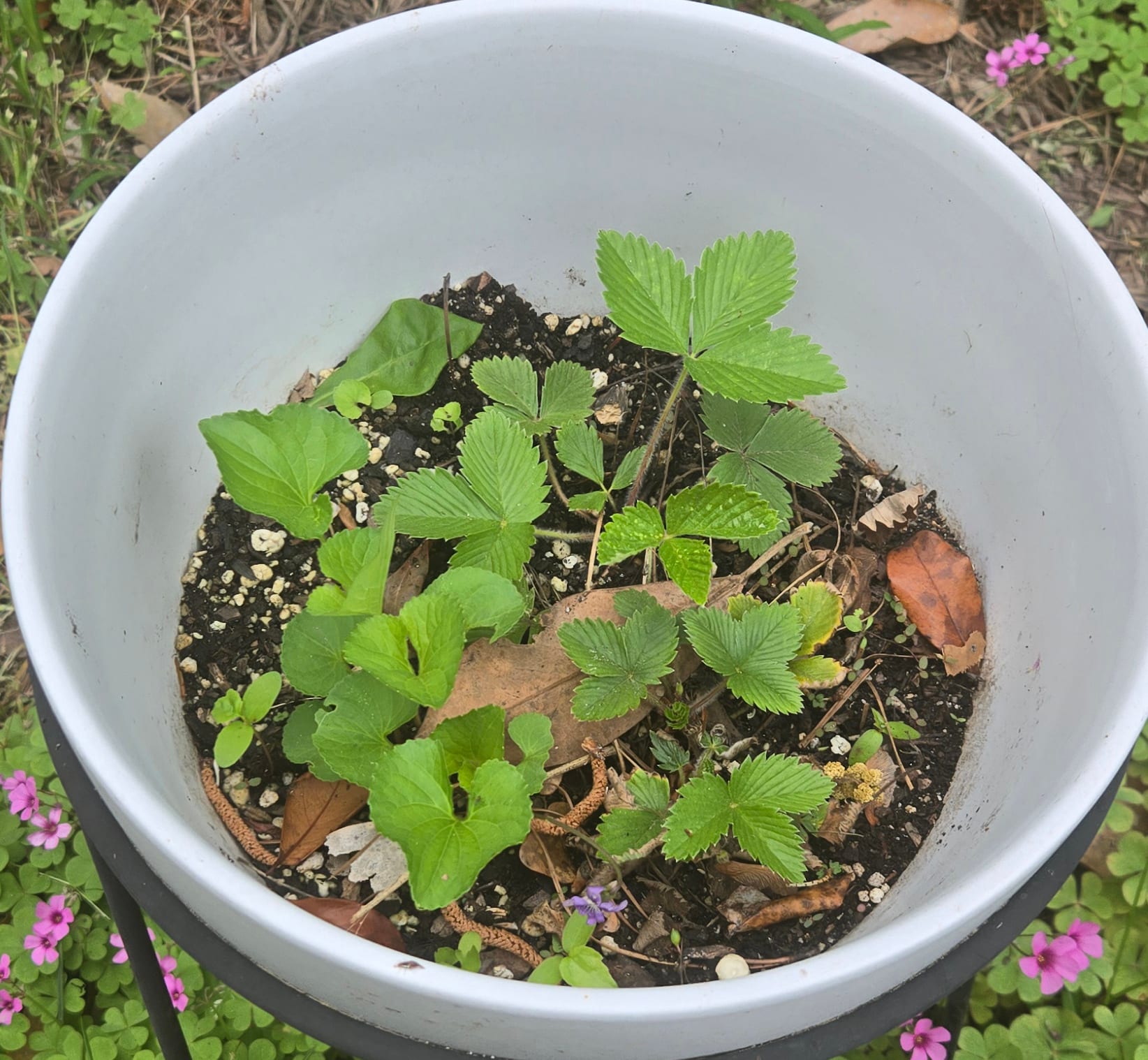 Virginia strawberry