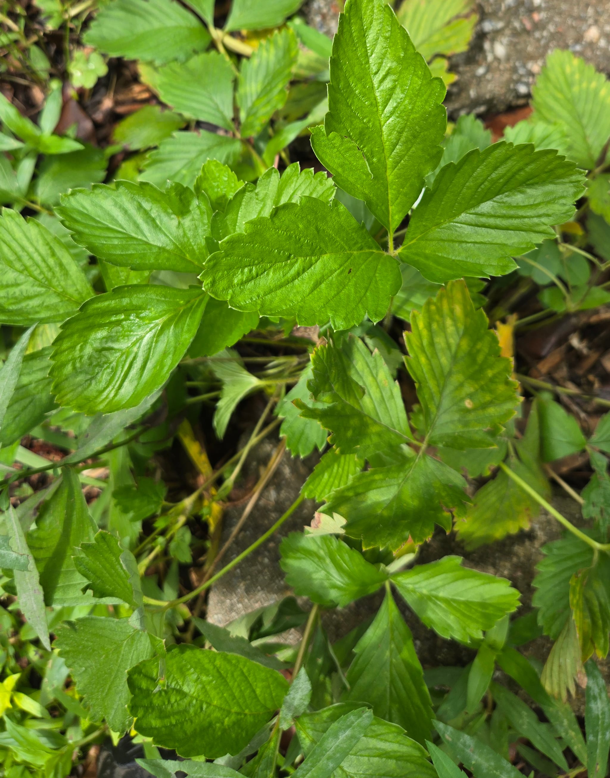 Virginia strawberry