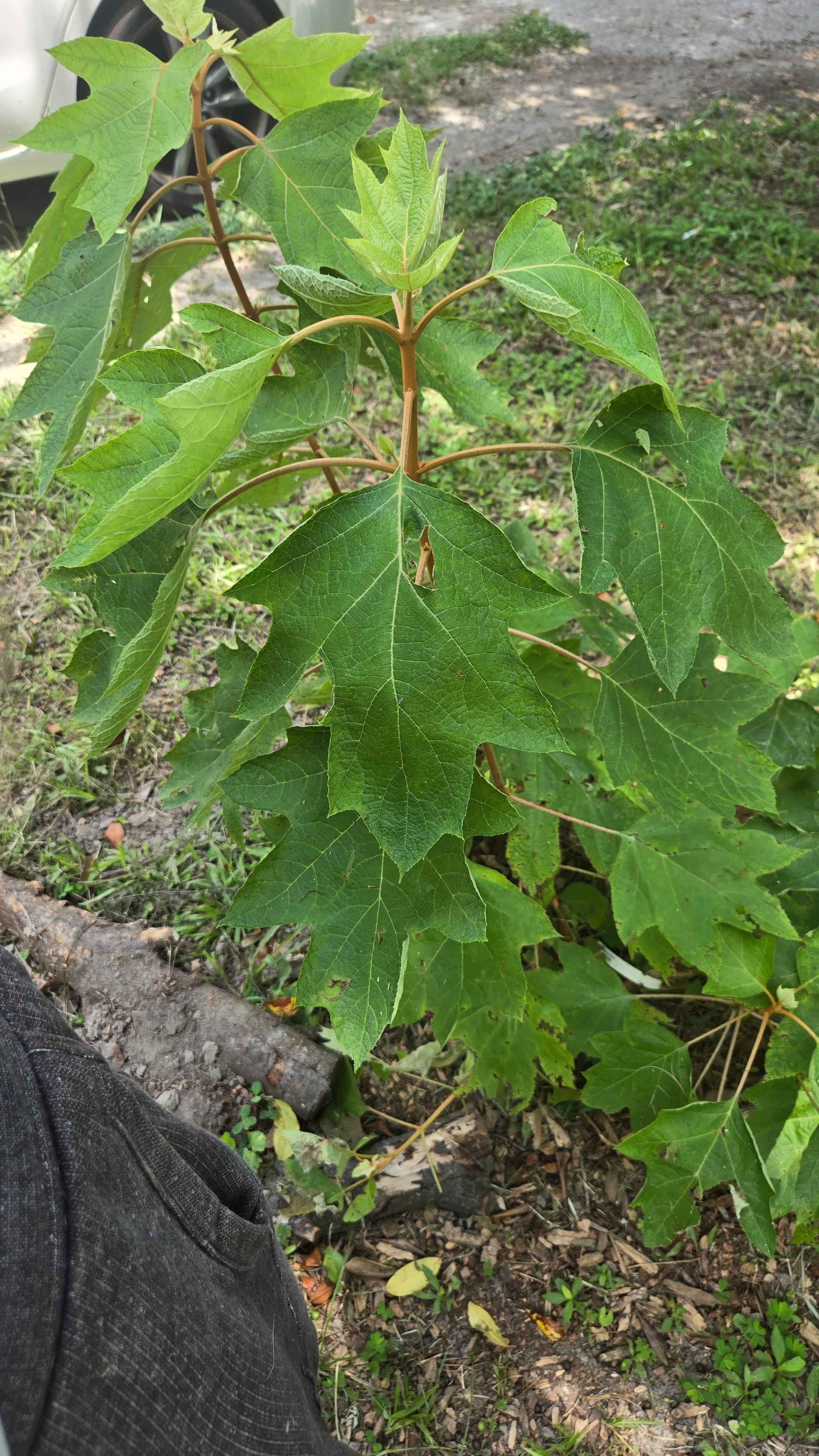 Oakleaf hydrangea