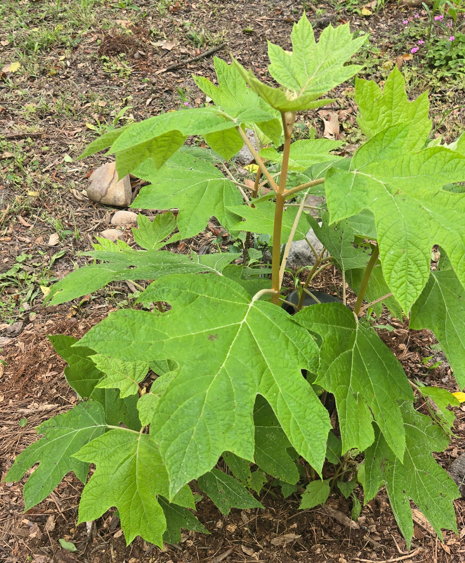 Oakleaf hydrangea