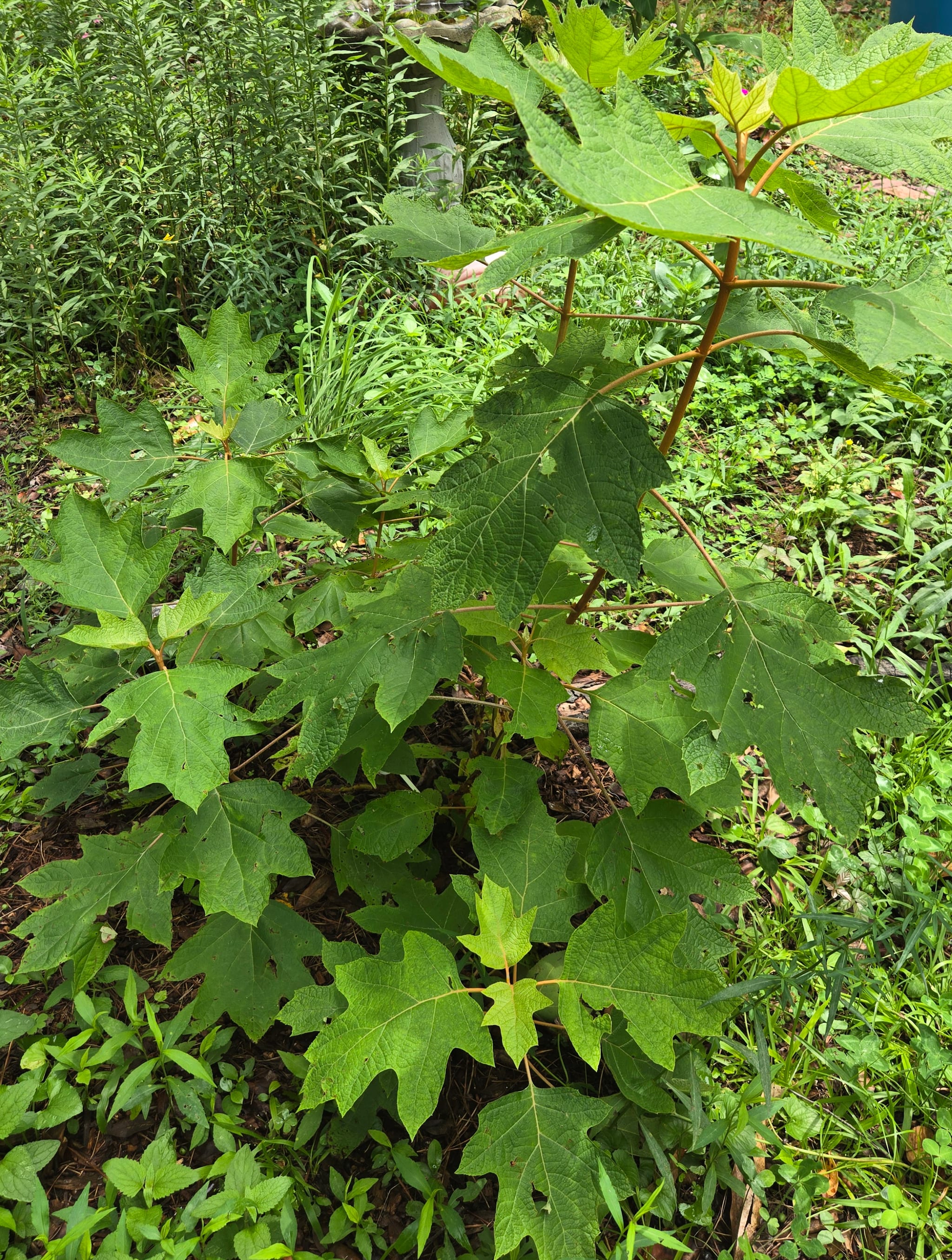 Oakleaf hydrangea
