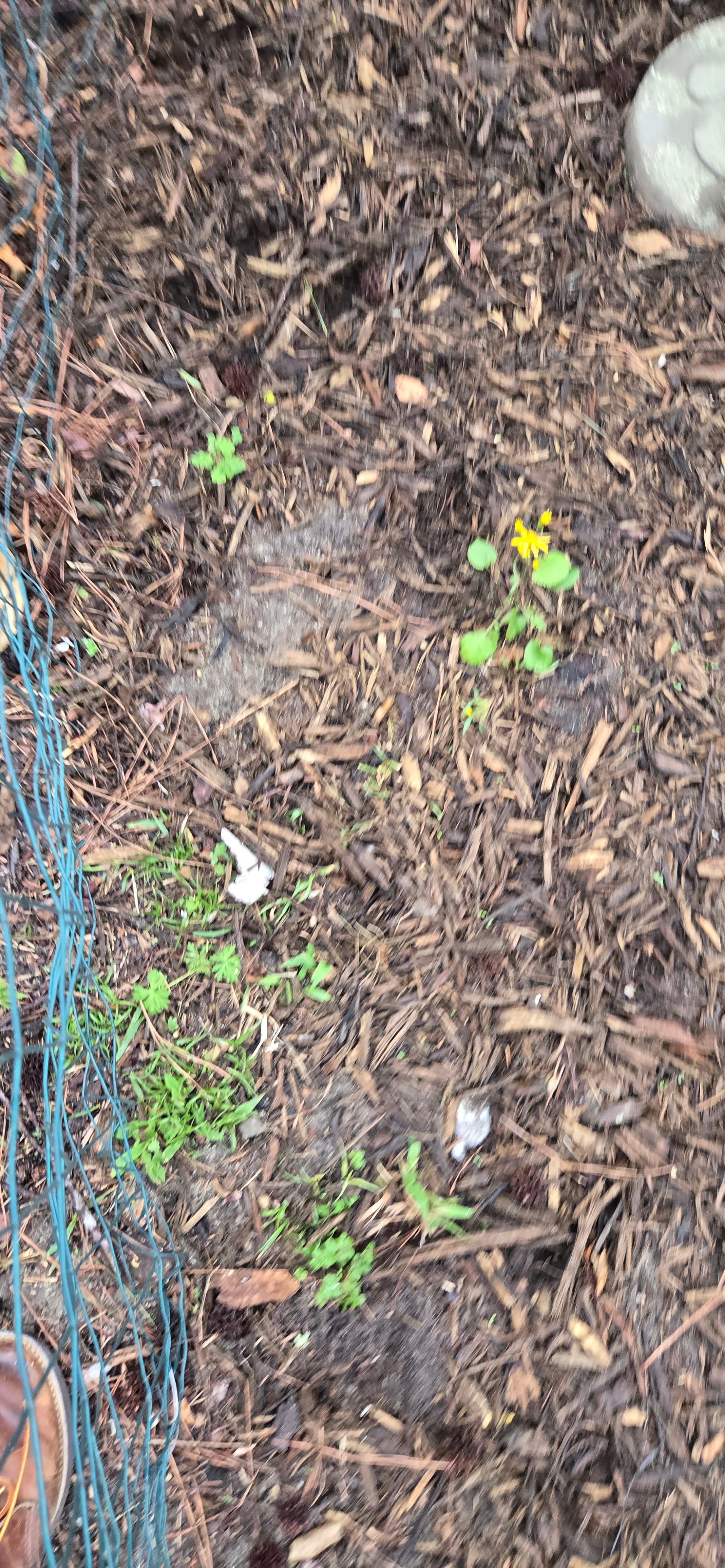 Golden groundsel