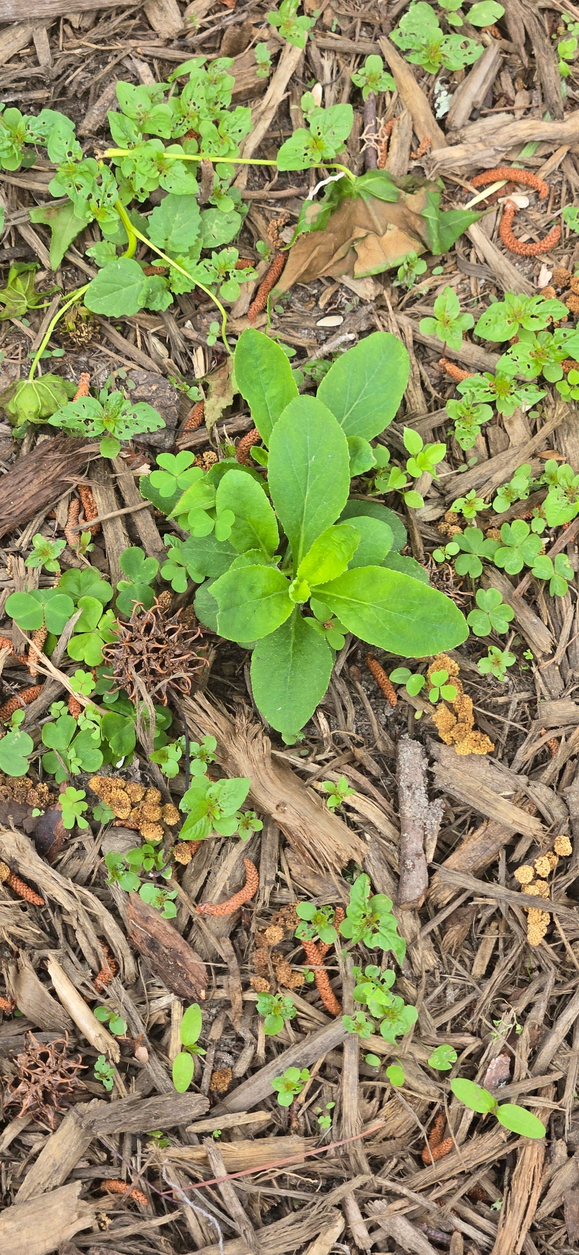 Golden groundsel