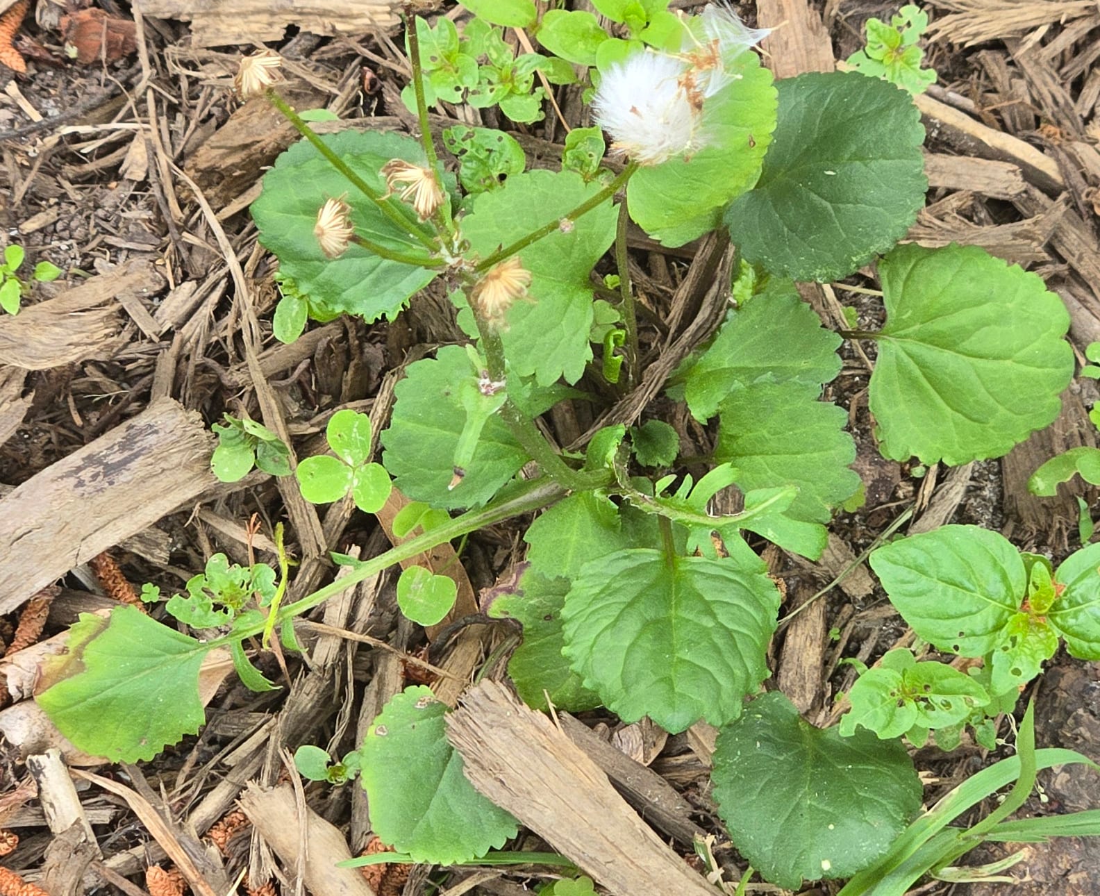 Golden groundsel