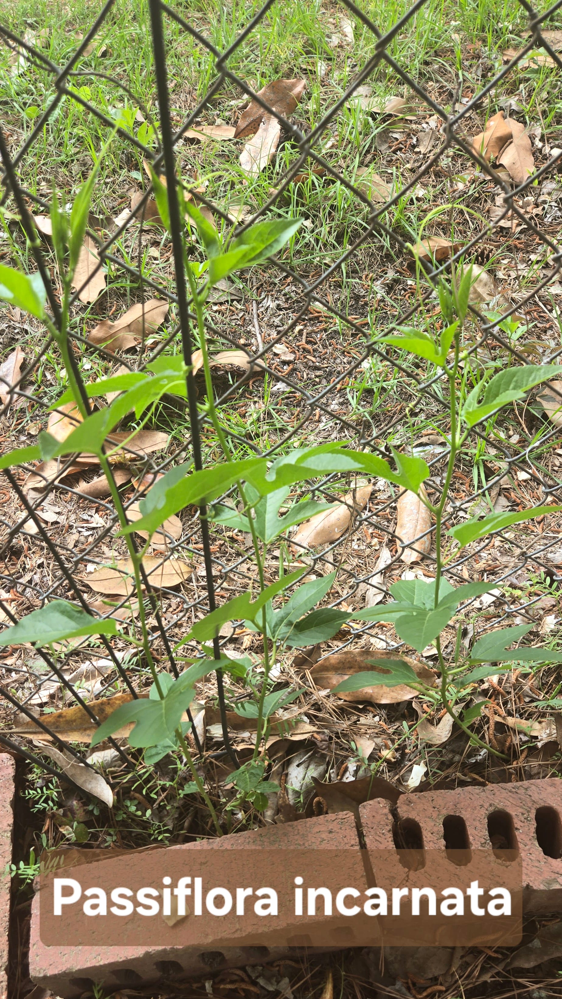 Maypop