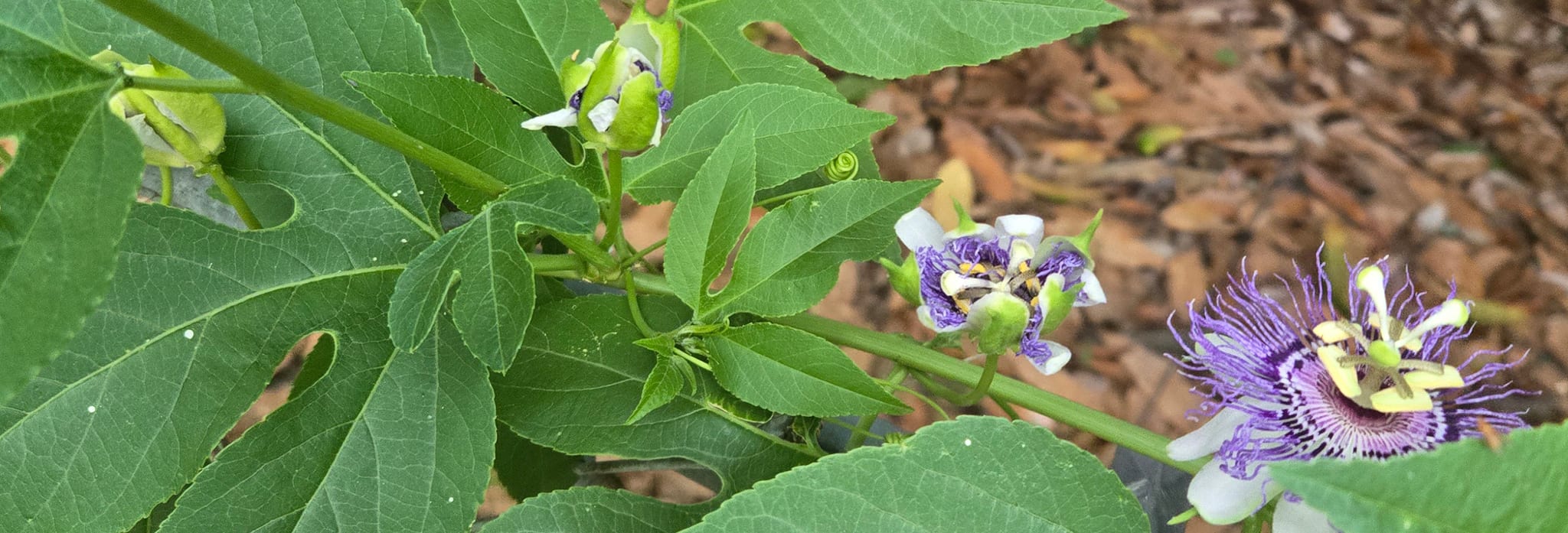 Maypop