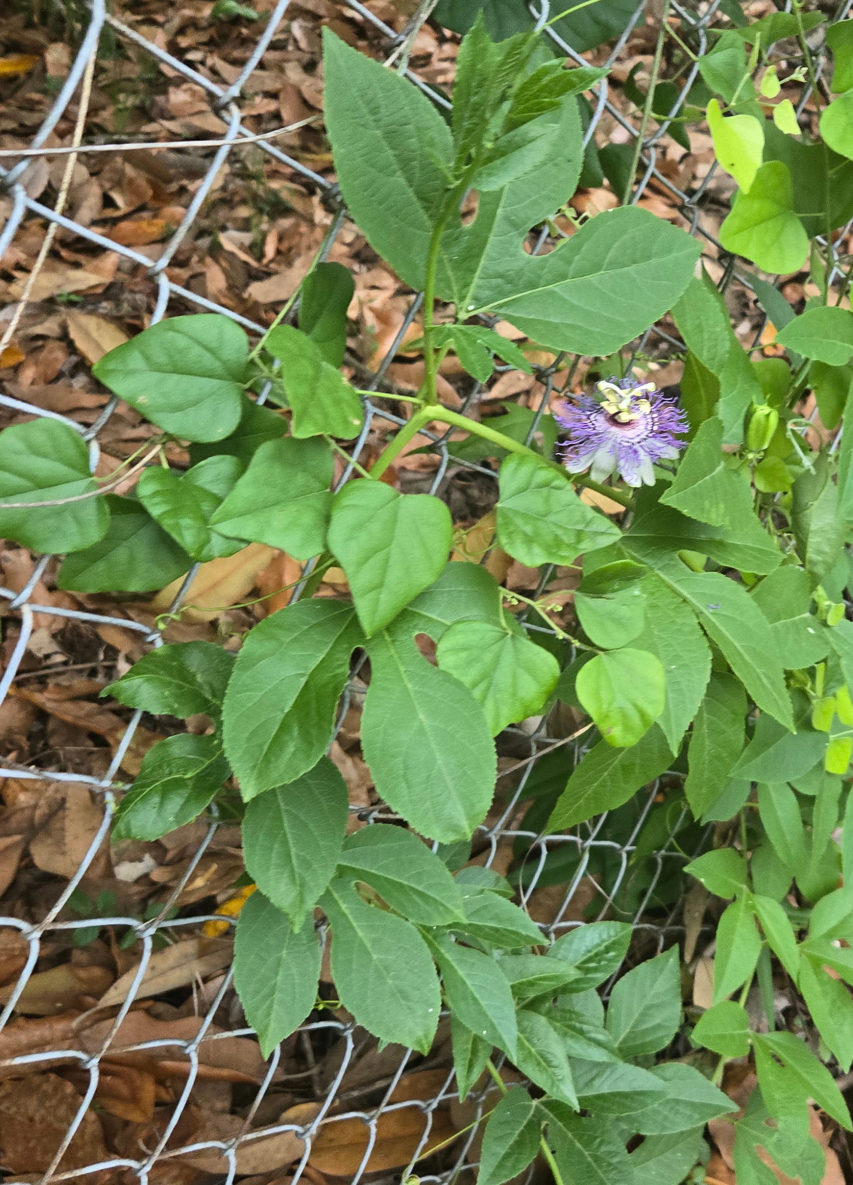 Maypop